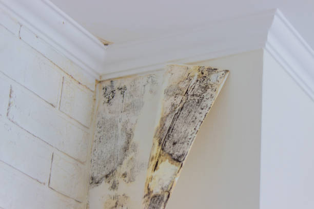  , USA Water damage restoration Pros